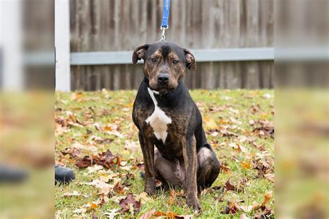 Dog that helped train canine cops up for adoption in Brampton | INsauga