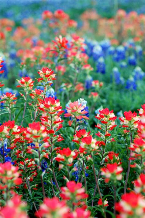 90 best West Texas Wildflowers images on Pinterest | Wild flowers ...