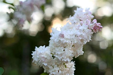 Free picture: romatic flowers, white petals, tiny flowers, summer ...