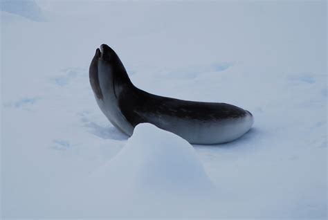 Ross seal threat display | Antarctica | Natalie Tapson | Flickr