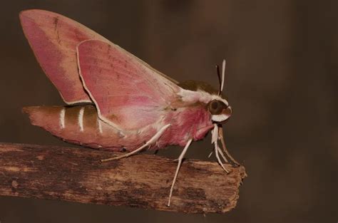 Pink Moth | Smithsonian Photo Contest | Smithsonian Magazine