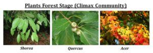 Hydrosere Definition and Seral Stages (PPT) | EasyBiologyClass