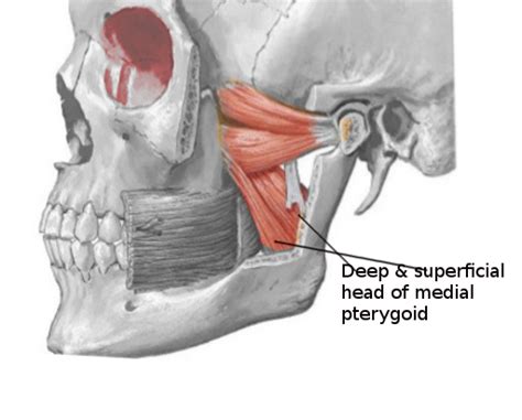 Anatomy, Head and Neck, Medial Pterygoid Muscle Article