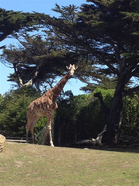 SF Zoo | San francisco zoo, Zoo, Francisco