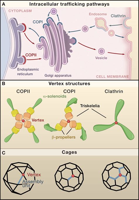 Copy Coats: COPI Mimics Clathrin and COPII: Cell