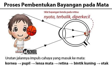 Proses Pembentukan Bayangan pada Mata | idschool.net