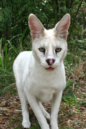 ஜ۩۞۩ஜ Azulestrellla ஜ۩۞۩ஜ: Unusual species an albino Serval, or mutation.