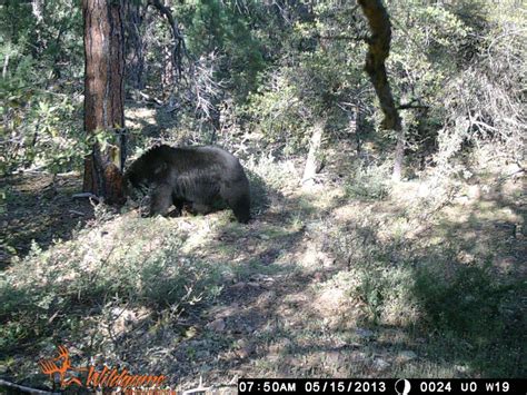 Trail cam spring bears - Black Bear or Grizzly Bear hunts ...