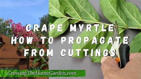 how to cut a crape myrtle tree - Concetta Lu