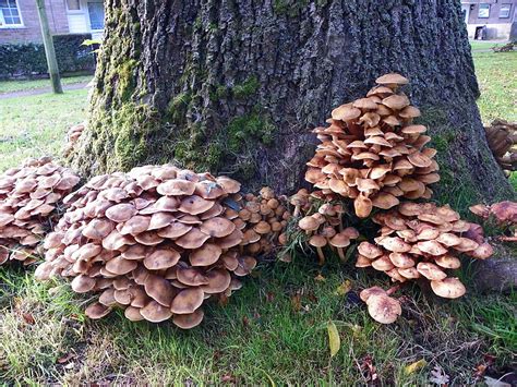 Honey Mushroom - The largest living organism in the world