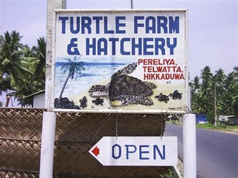 Turtle Hatchery Hikkaduwa (Sri Lanka): Top Tips Before You Go - TripAdvisor