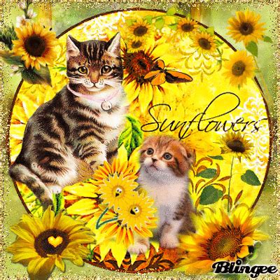 CAT SUNFLOWERS. Picture #137362945 | Blingee.com