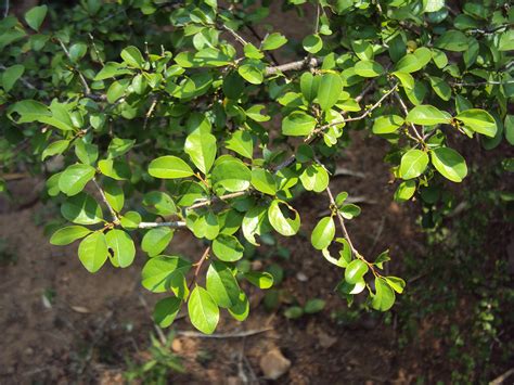 Guggul: An Herbal Preparation with Many Health-giving Uses - East West School of Herbology