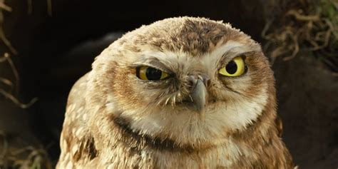 Someone posted angry owl face on Netflix so here you go angry owl face ...