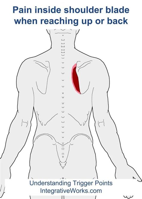 Pin by Andrea Diaz on Anatomy | Trigger points, Shoulder blades, Massage therapy