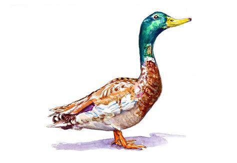 Mallard Duck Watercolor at GetDrawings | Free download