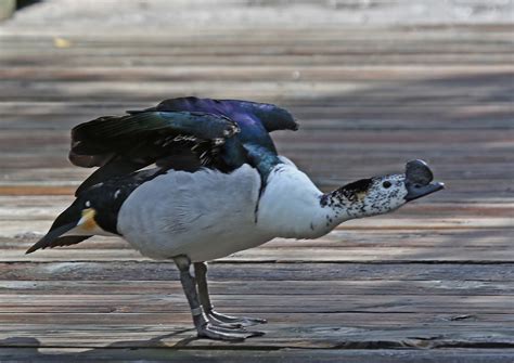 Pictures and information on African Comb Duck