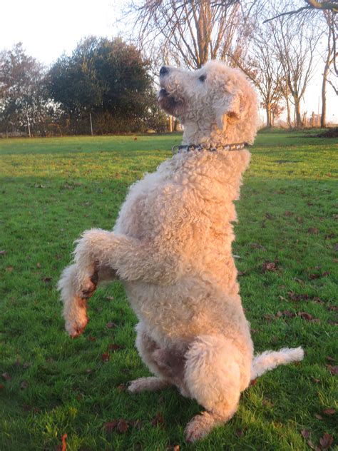 Dog sitting on hind legs - Collaton Kennels