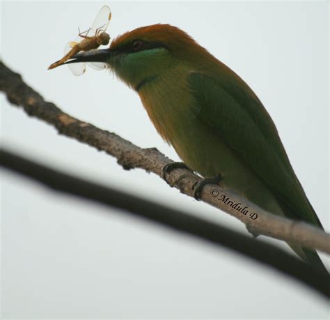 Green Bee Eating Birds in Gurgaon – Travel Tales from India and Abroad