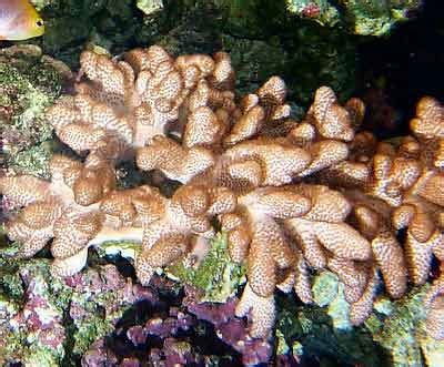 Colt Coral, Cladiella species, Soft Coral Information, Finger Leather Coral Care and Coral Pictures