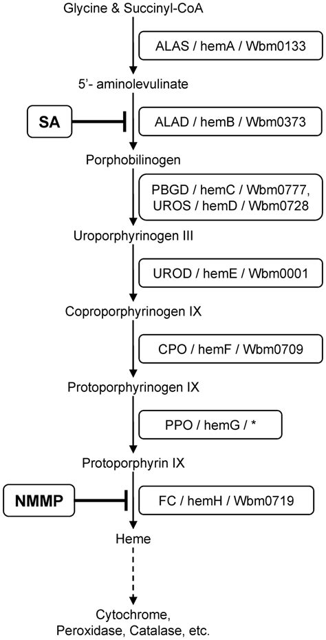 Schematic diagram of the heme biosynthetic pathway. The text in the... | Download Scientific Diagram