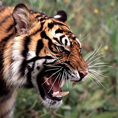 One Pic: Angry Tiger Roar