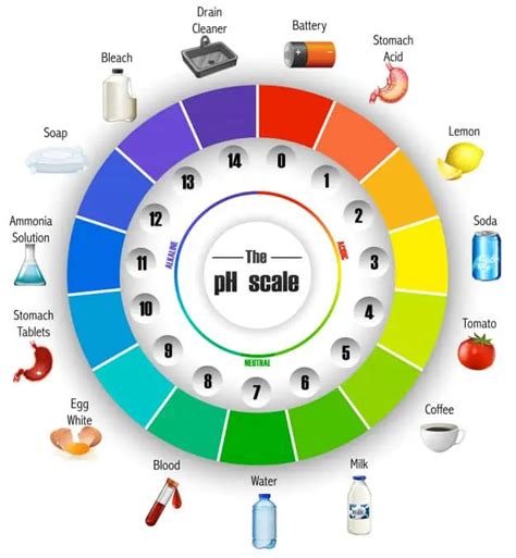 Ph ácido y básico: ¿qué es? Alimentos básicos y alcalinos