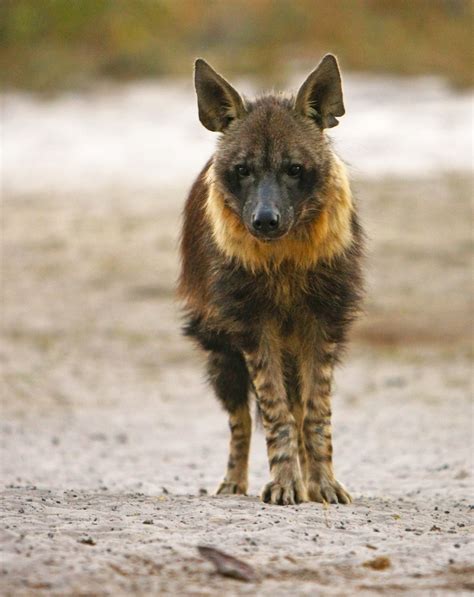 Dezzoi — Brown Hyena (Hyaena brunnea) appreciation...