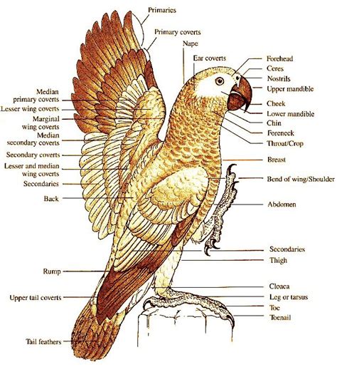 9 best Parrot Anatomy images on Pinterest | Parrots, Budgies and Anatomy