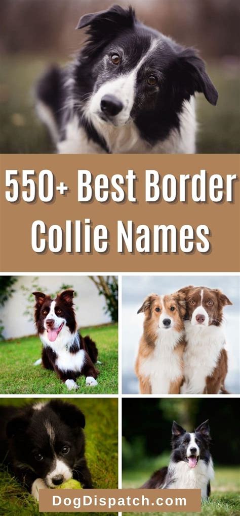 550+ Best Border Collie Names (2022 Updated) - Dog Dispatch