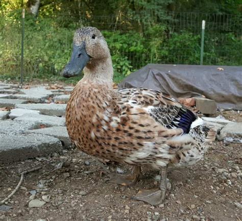 Raising Ducks for Eggs | Top 13 Duck Breeds | A Farm Girl in the Making