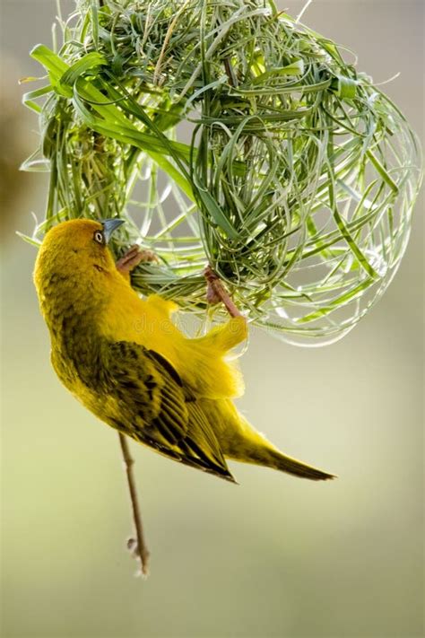 Weaver Bird stock photo. Image of weaver, season, build - 6072222