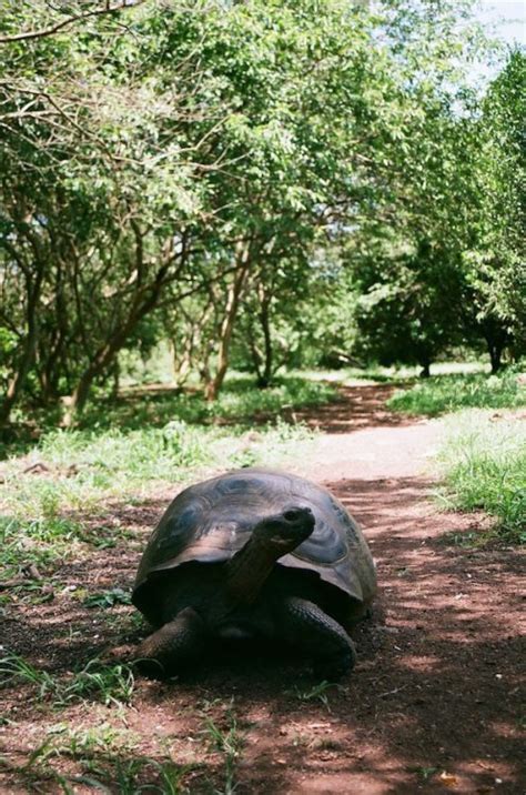 Fauna [Galapagos: Santa Cruz, pt II] | andrejrusskovskij.com