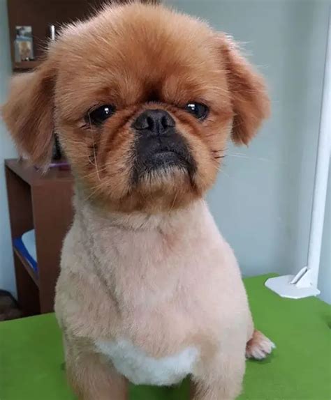 18 Best Pekingese Haircuts for Dog Lovers - The Paws