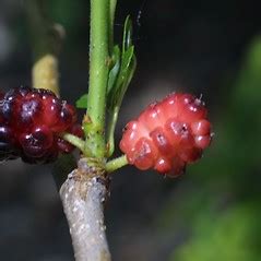 Morus rubra (red mulberry): Go Botany