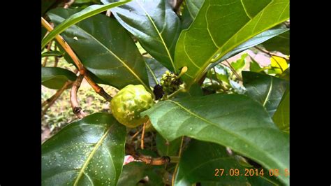 Morinda Citrifolia - YouTube