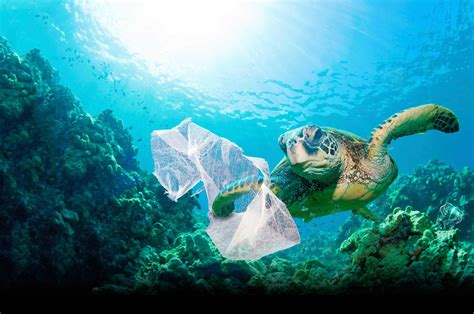 Plastic Is Killing Sea Turtles - India's Endangered