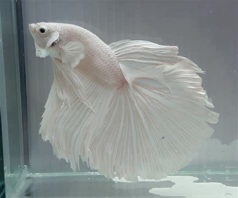 HM Fancy PLATINUM WHITE Betta Fish - Live fish from Thailand - Betta fish for sale