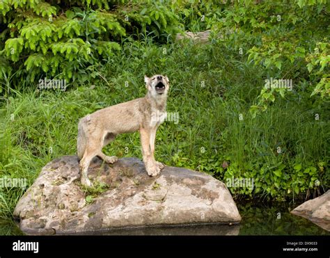 Wolf pup howling hi-res stock photography and images - Alamy