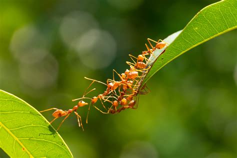 Ants Working Hard