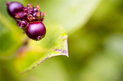 Honeysuckle Berries Photograph by Treeza Condon - Fine Art America