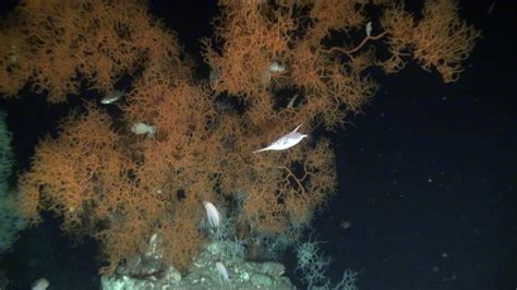 Preserving deep-sea habitats in the Mediterranean - Oceana Europe