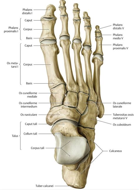 Pin by Ryan A. Castillo on Anatomy Reference | Human skeleton anatomy, Human bones anatomy ...