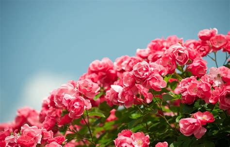 Beautiful Flower Garden Wallpaper Widescreen | Best Flower Site