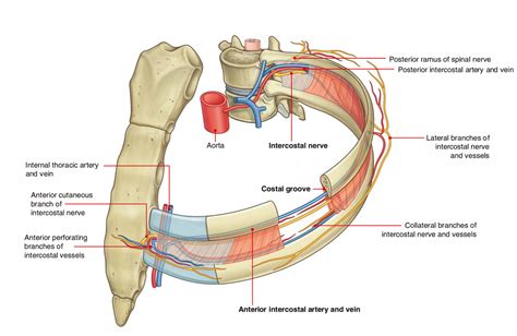 Intercostal Space Anatomy – Earth's Lab