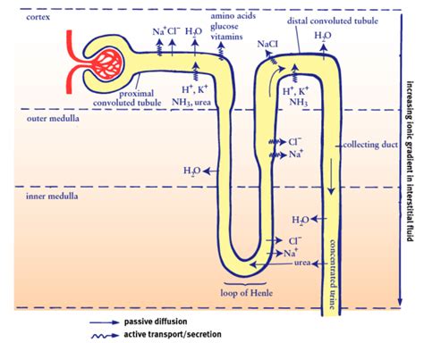 CC | Breaking down nephron functioning into six easy steps!