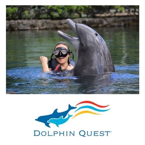 Two Half-Hour Dolphin Encounter Tickets at Dolphin Quest Oahu - Oahu Auctions