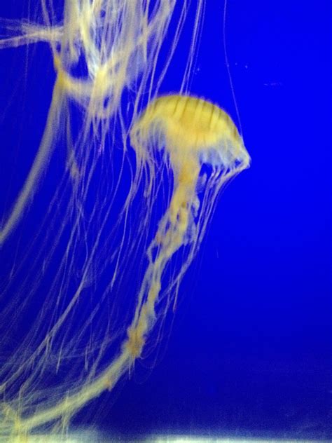 jellyfish at the Corpus Christi Aquarium | Weird and wonderful, Corpus christi, Weird