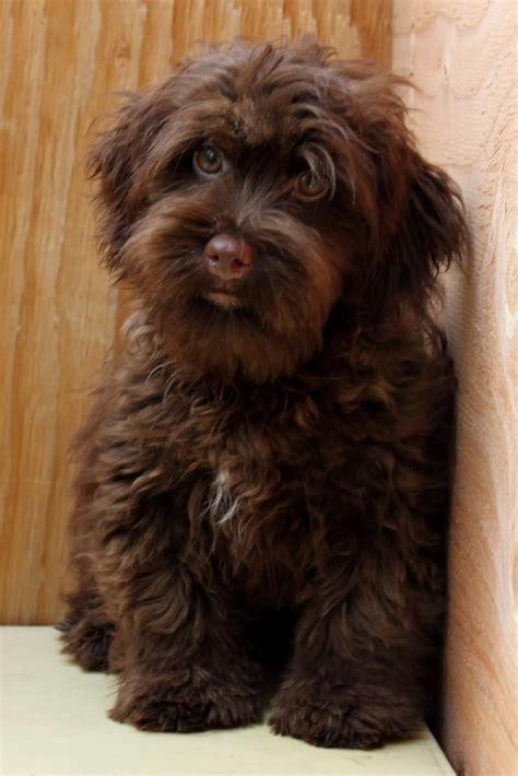 Chocolate Havanese. We met this breed of dog at a colleagues work and ...