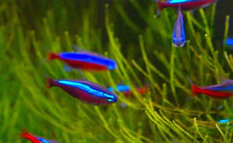 Tetra Fish: Characteristics, types, habitats , care and more